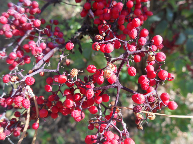 Обои картинки фото природа, Ягоды, ягоды