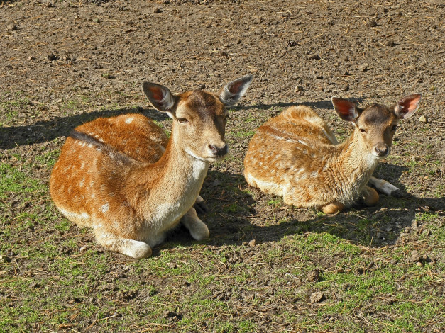 Обои картинки фото животные, олени