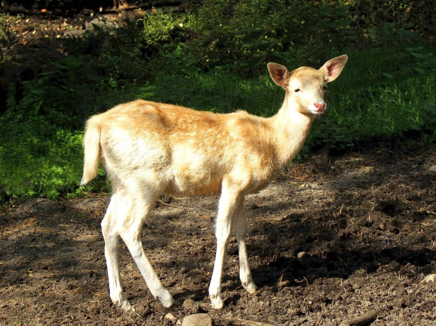 Обои картинки фото животные, олени, олень