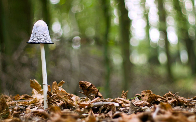 Обои картинки фото природа, грибы, гриб