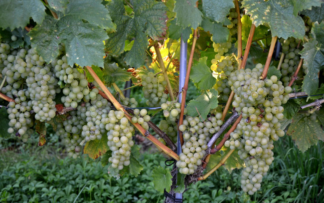 Обои картинки фото природа, Ягоды, виноград, лоза