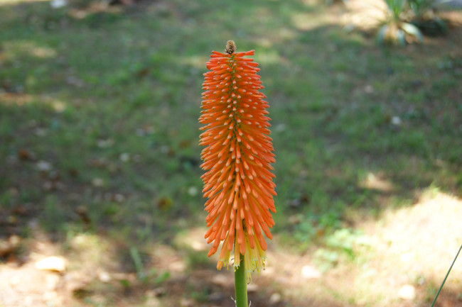 Обои картинки фото цветы, серо-зеленый, фон, цветок