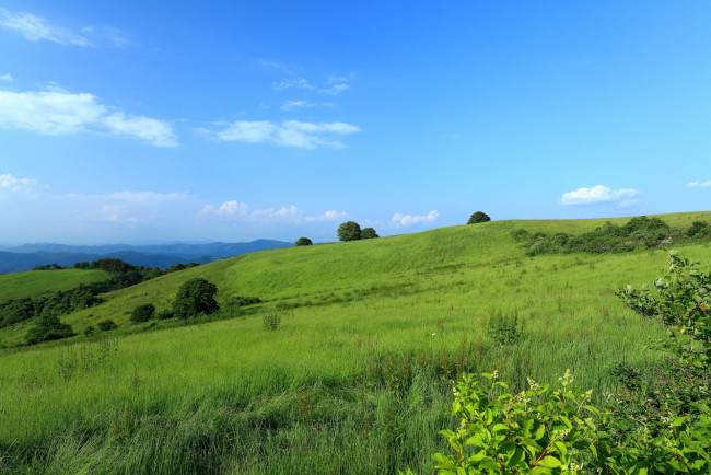 Обои картинки фото природа, поля, кусты, поле