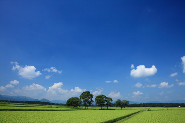 Обои картинки фото природа, поля, поле, облака