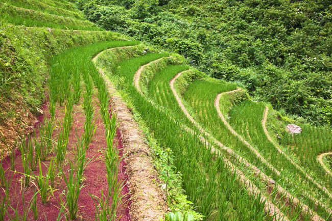 Обои картинки фото природа, поля, рис, роле