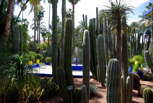 Обои картинки фото morocco, marrakech, jardin, majorelle, природа, парк, сад, кактусы