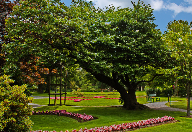 Обои картинки фото природа, парк, цветы, деревья