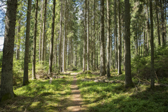 Картинка природа лес деревья