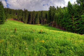 Картинка природа лес деревья