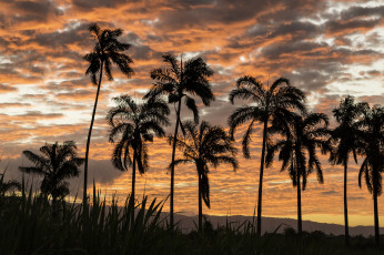 Картинка природа тропики океан берег