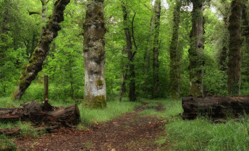 Картинка природа лес деревья