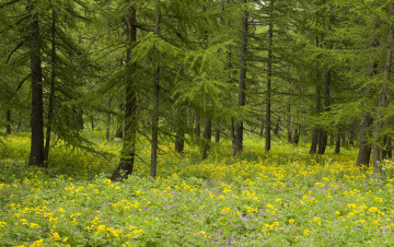 Картинка природа лес деревья