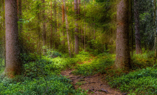Обои картинки фото природа, лес, деревья