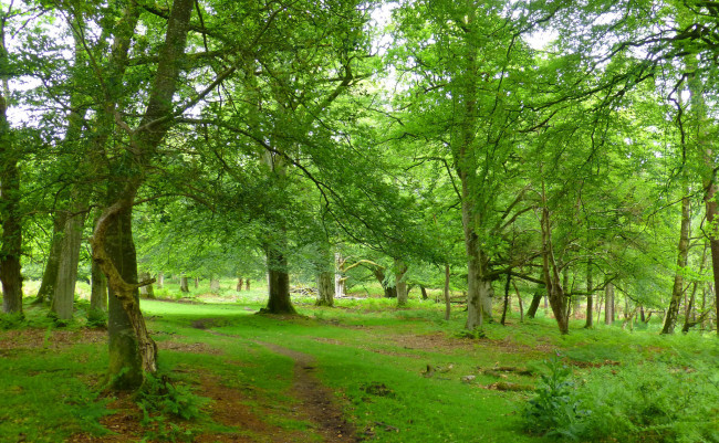 Обои картинки фото природа, лес, деревья