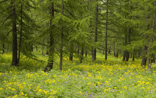 Обои картинки фото природа, лес, деревья