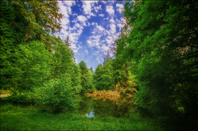 Обои картинки фото природа, лес, деревья