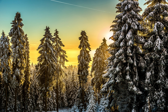 Обои картинки фото природа, лес, деревья