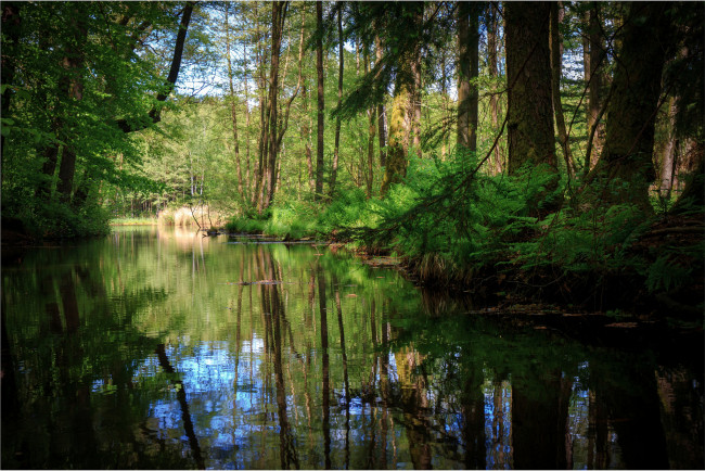 Обои картинки фото природа, реки, озера, лес, река