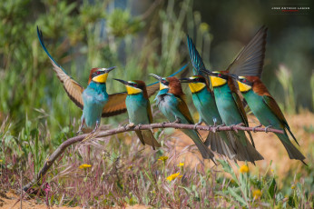 Картинка щурки+ пчелоеды животные клюв перья окрас птица