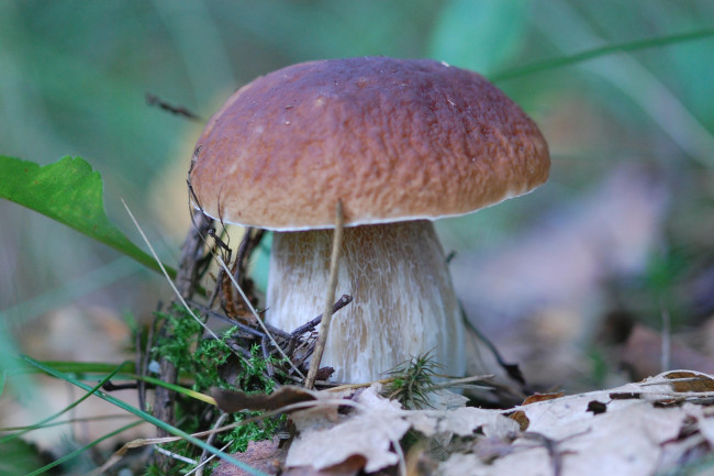 Обои картинки фото боровик, природа, грибы, белый, гриб