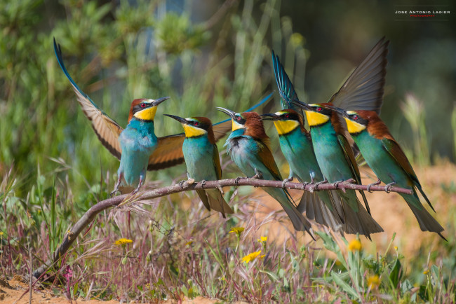 Обои картинки фото щурки , пчелоеды, животные, клюв, перья, окрас, птица