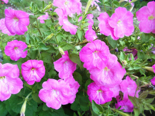 Картинка цветы