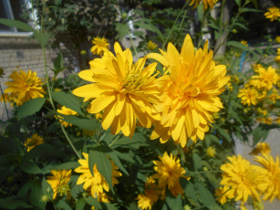 Картинка цветы