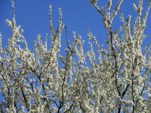 Картинка цветы цветущие+деревья+ +кустарники весна 2018