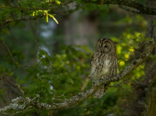 Картинка животные совы серая неясыть ветки зелень птица сова дерево