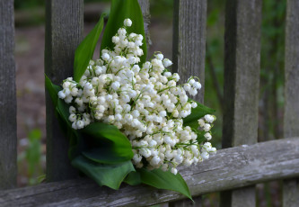 Картинка цветы ландыши красота букет лесные