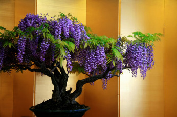 Картинка цветы глициния деревце