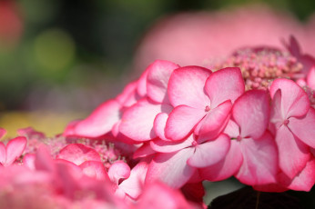 Картинка цветы гортензия капли куст цветение