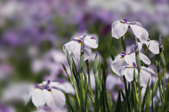 Картинка цветы ирисы цветение куст