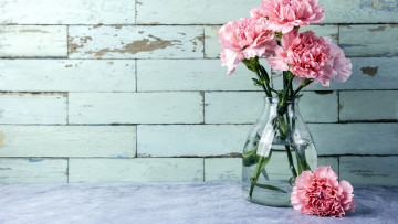 Картинка цветы гвоздики розовый