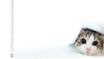 обоя календари, животные, морда, взгляд, кошка