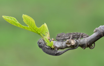 Картинка животные хамелеоны природа хамелионы
