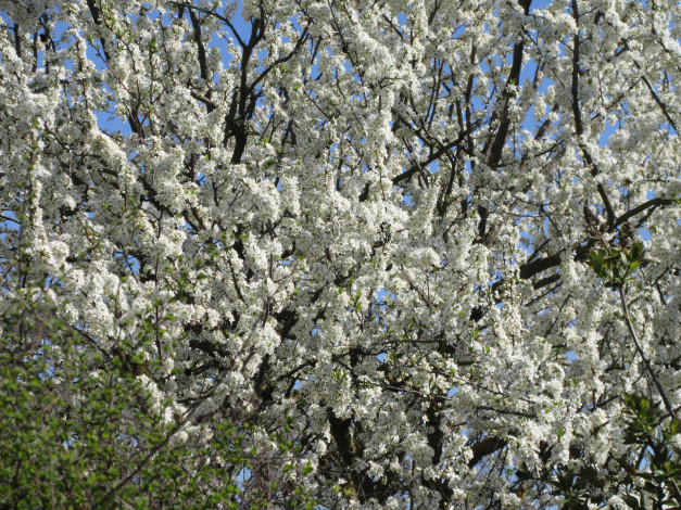 Обои картинки фото цветы, цветущие деревья ,  кустарники, весна, 2018