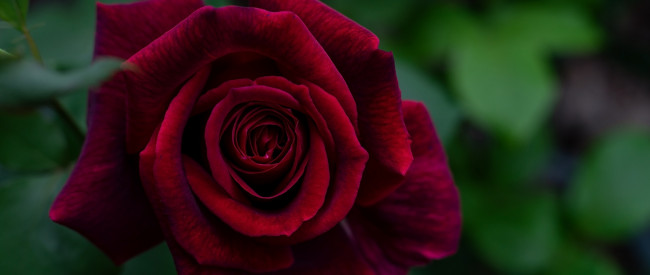 Обои картинки фото цветы, розы, бордо