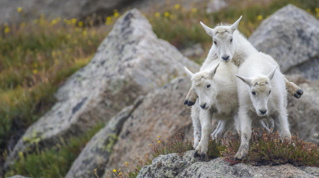 Обои картинки фото животные, козы, камни, пирамида, трио, козлята, троица