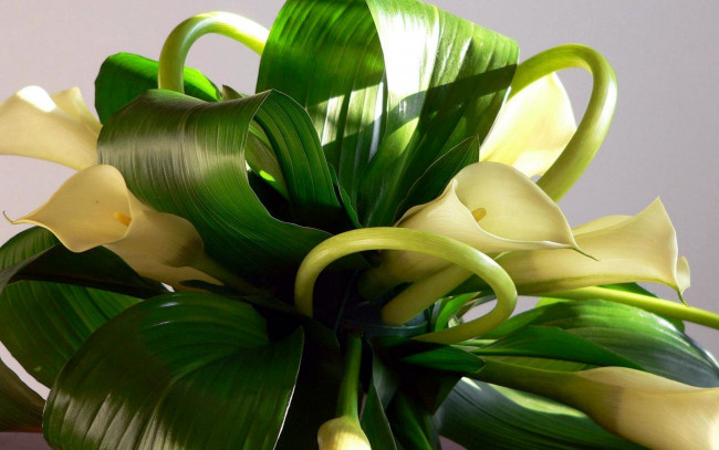 Обои картинки фото цветы, каллы, букет