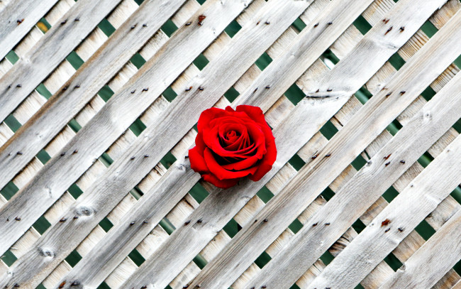 Обои картинки фото цветы, розы, одиночка