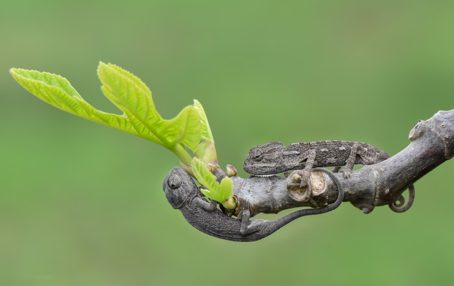 Обои картинки фото животные, хамелеоны, природа, хамелионы