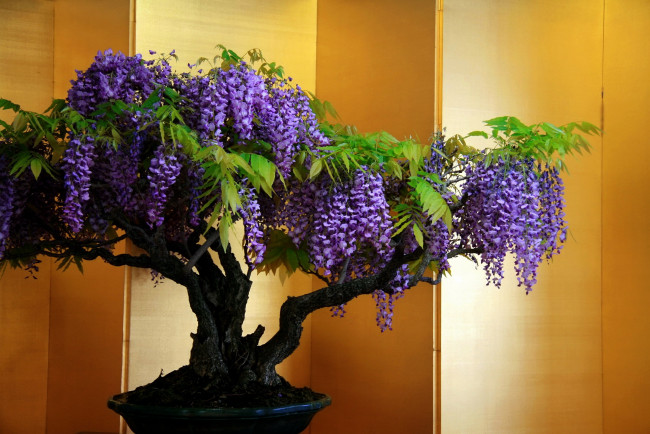 Обои картинки фото цветы, глициния, деревце