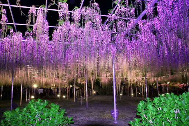 Обои картинки фото цветы, глициния, лиловый