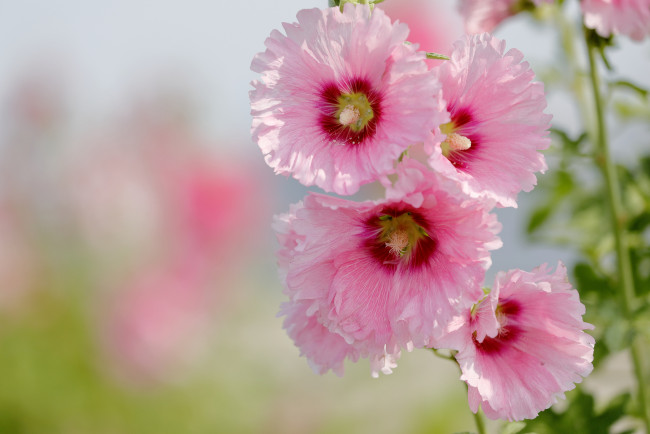 Обои картинки фото цветы, мальвы, мальва, цветение, листья