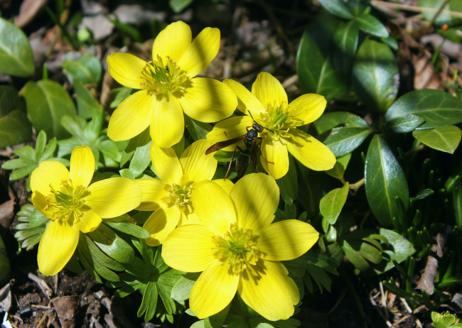 Обои картинки фото животные, пчелы,  осы,  шмели, цветы