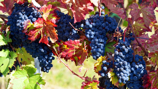 Обои картинки фото природа, ягоды,  виноград, грозди, виноград, листья