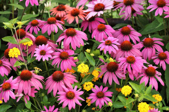 Картинка цветы разные+вместе эхинацея вербена