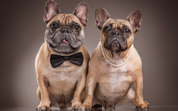 Картинка животные собаки бульдоги пара бабочка бусы