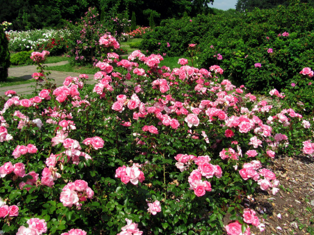 Обои картинки фото цветы, розы, розарий